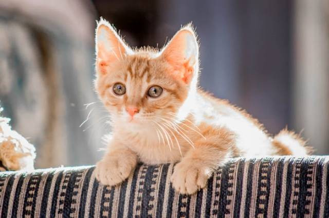 Ilustrasi manfaat vaksinasi pada kucing, sumber foto: samer daboul by pexels.com