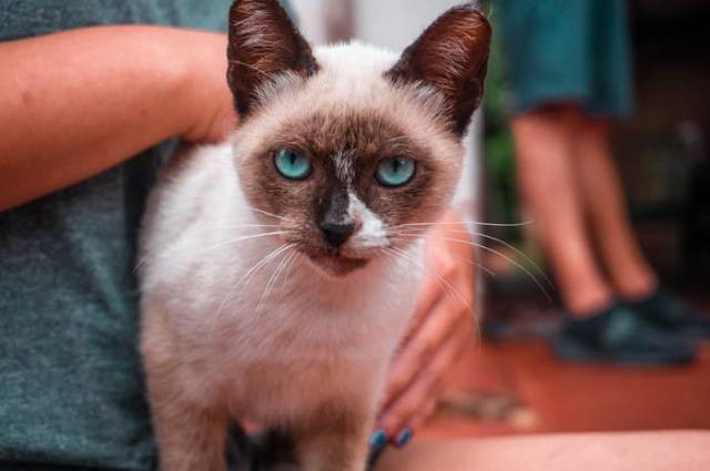 Ilustrasi tanda alergi kucing, sumber foto: Felipe Balduino by pexels.com