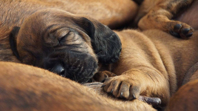 Ilustrasi anjing hamil berapa lama. Foto: Pixabay