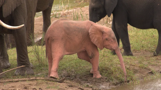 Penampakan gajah albino. Foto: Theo Potgieter/Kruger National Park