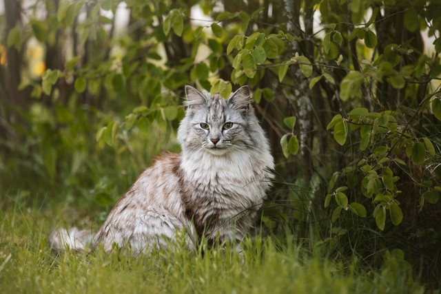 Ilustrasi Jenis Kucing Tercantik di Dunia. Sumber: Unsplash.com/Malin K.