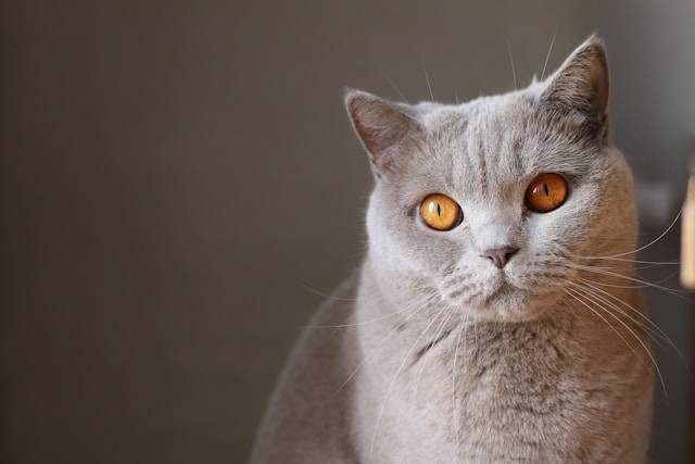 Ilustrasi Apa Benar Kucing Hamil Tidak Boleh Dimandikan. Foto: dok. Unsplash/Krystian Tambur