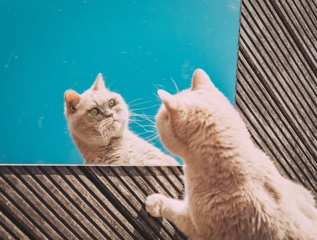 Ilustrasi Jenis Kucing Agresif. Foto: dok. Unsplash/Eduard Delputte