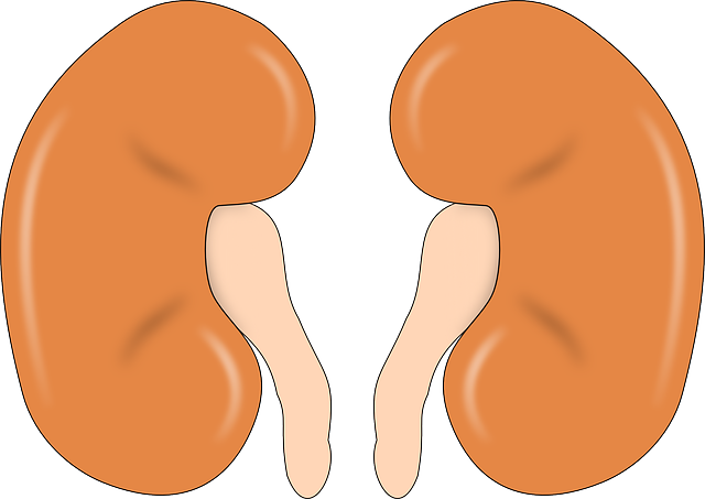 Ilustrasi kapasitas vital paru-paru. Sumber foto: Pixabay.com