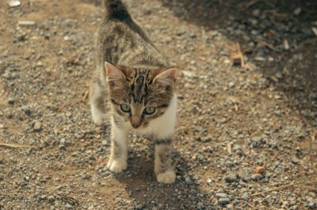 Ilustrasi kelebihan dan kekurangan pasir tofu, sumber foto: İdil Çelikler by pexels.com