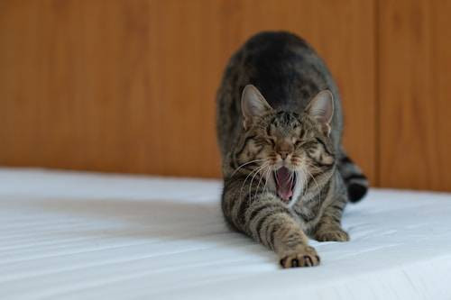 Ilustrasi Cara Melatih Kucing Berdiri. Sumber: Unsplash