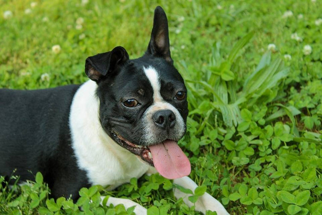 Ilustrasi anjing kecil penjaga rumah. Sumber: pixabay