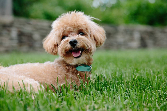Ilustrasi apakah anjing poodle berisik. Sumber: pixabay