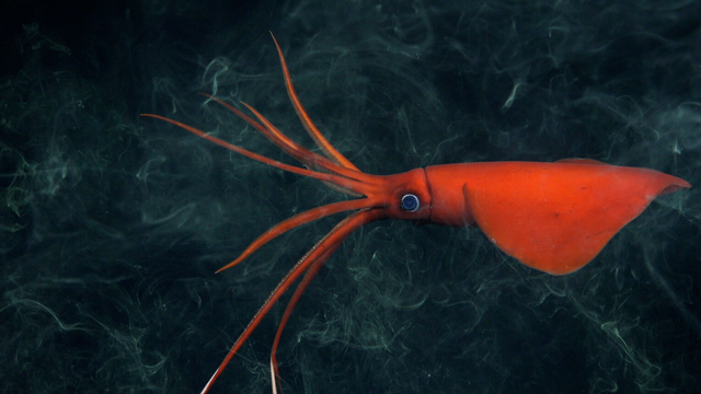 Cumi-cumi whiplash yang jarang terlihat (Mastigoteuthis), di kedalaman 1.105 meter, Nazca Ridge. Foto: ROV SuBastian/Schmidt Ocean Institute
