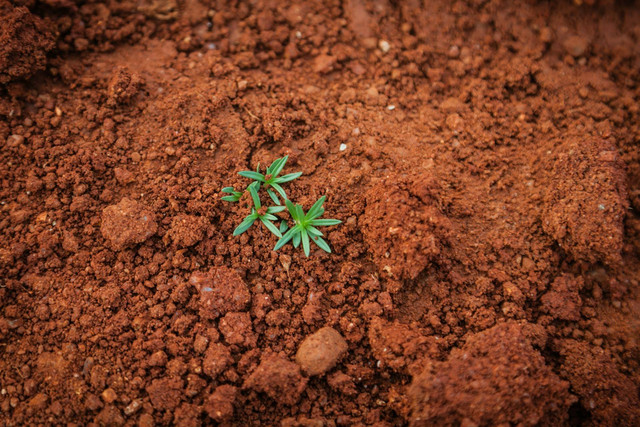 Manfaat Tanah Podsolik. Sumber: https://unsplash.com