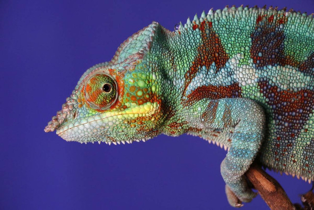 Ilustrasi Jenis iguana Paling Cantik. Sumber: Unsplash