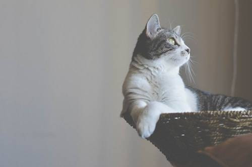 Ilustrasi Tanda Kucing Sudah Disteril. Sumber: Unsplash