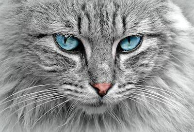 Ilustrasi penyakit mata yang umum terjadi pada kucing. Foto: Pexels