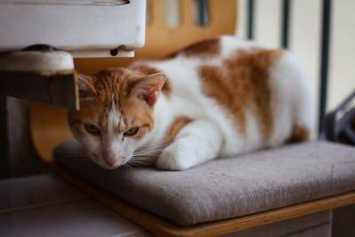 Ilustrasi cara menenangkan kucing yang takut petir. Foto: Pexels