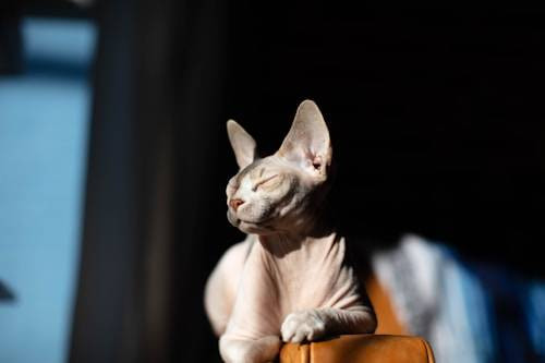 Ilustrasi Cara Merawat Kucing Sphynx. Sumber: Unsplash