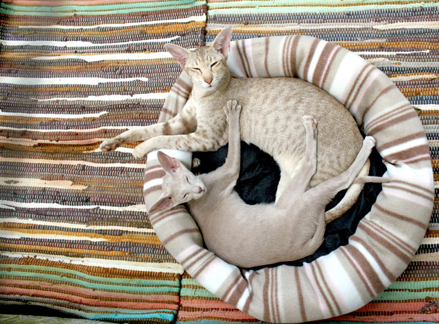 Ilustrasi: Cara Membawa Kucing Perjalanan Jauh. Sumber: Pixabay.com