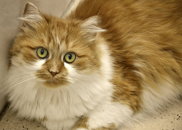 ilustrasi bulu kucing (Pixabay)