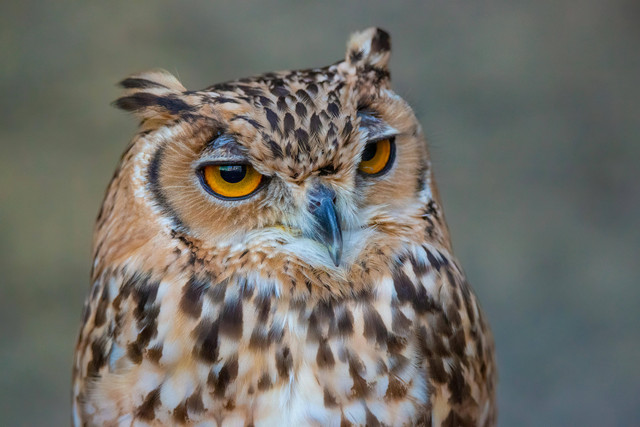 Ilustrasi: Cara Memandikan Burung Hantu Celepuk. Sumber: Irfan Rahat/Pexels.com