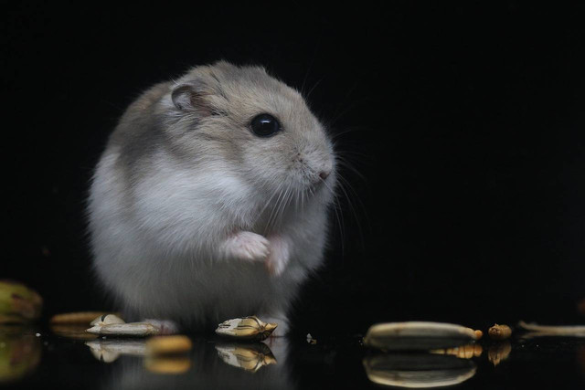 ilustrasi Hamster (Pixabay)