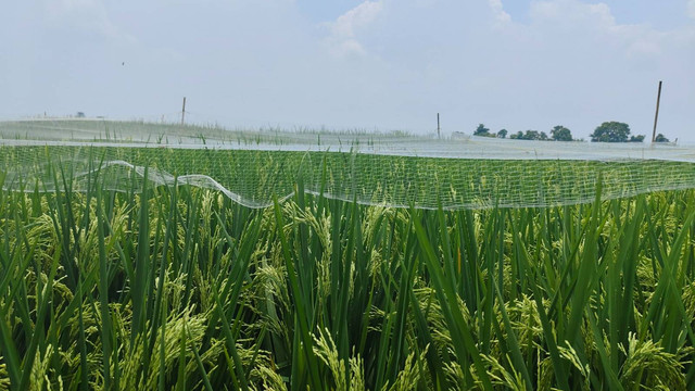 Ilustrasi tanamaan padi yang dipasangi jaring pelindung serangan burung Pipit. Foto: Tarjoni/Ciremaitoday