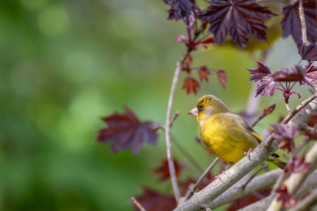 Foto Hanya Ilustrasi: Burung yang Tidak Boleh Dekat dengan Pleci. Sumber: Thierry RossierUnd/Pexels.com