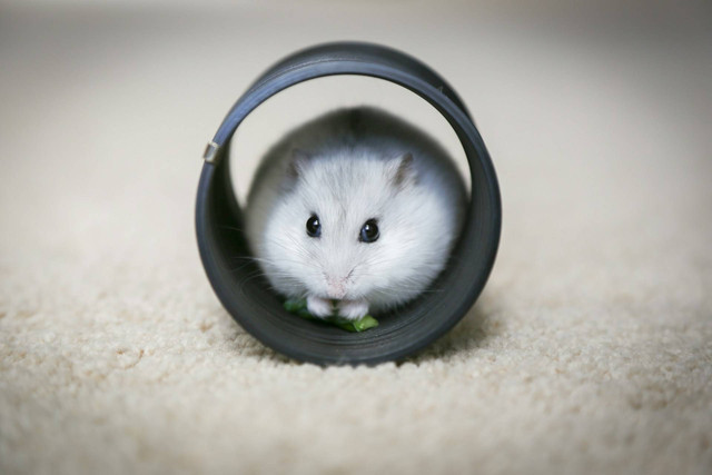 Ilustrasi Cara Merawat Bayi Hamster Tanpa Induk. Sumber: Unsplash.com/Kim Green