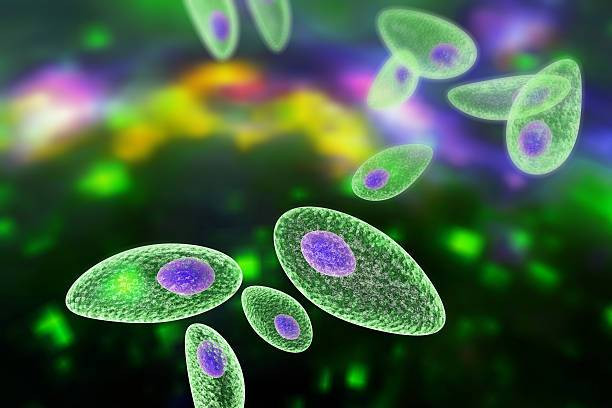 Ilustrasi Contoh Protista Mirip Hewan dan Ciri-cirinya. Sumber: www.unsplash.com