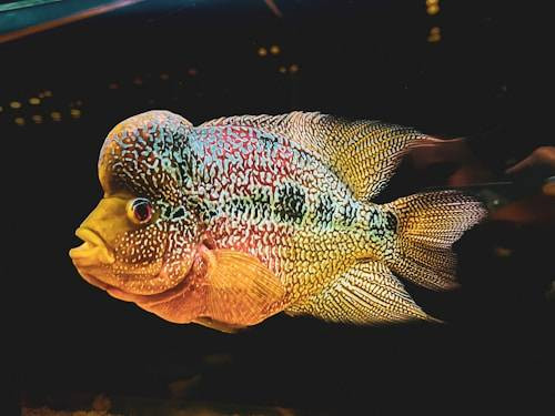 Ilustrasi Ikan yang Bisa Digabung dengan Louhan Sumber: Unsplash