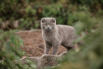 Ilustrasi berapa lama kucing jantan pergi dari rumah. Foto: Pexels