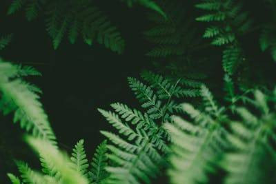 Ilustrasi jenis tanaman hias daun kecil. Foto: Pexels