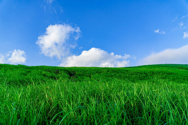 Padang Rumput di Bandung. Foto hanya ilustrasi, bukan tempat sebenarnya. Sumber: Unsplash/S Tsuchiya