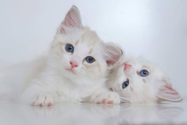 Ilustrasi: Cara Agar Kucing Nurut Saat Dipanggil. Sumber: Peng Louis/Pexels.com