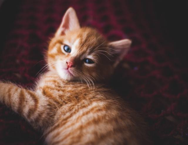 Ilustrasi Perbedaan Kucing Siam dan Himalaya. Foto: dok. Unsplash/Matthew Larkin