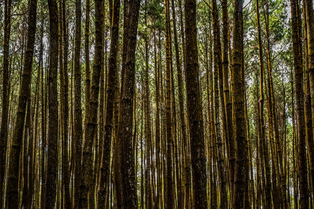Ilustrasi wisata alam Sikembang. Foto: Unsplash/n764483