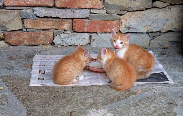 ilustrasi wet food untuk anak kucing. Sumber foto: Pixabay