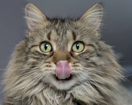 Ilustrasi Kenapa Mata Kucing Menyala Saat Gelap? Sumber: Unsplash