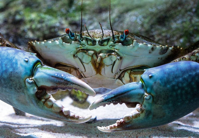 Ilustrasi kenapa darah kepiting tapal kuda berwarna biru. Sumber: www.unsplash.com