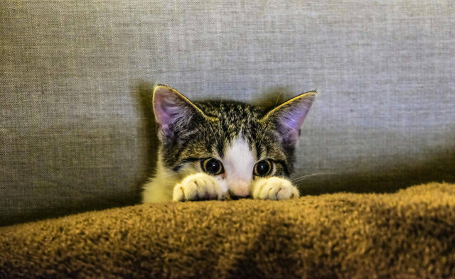 Ilustrasi: Cara Menenangkan Kucing yang Panik. Sumber: Francesco Ungaro/Pexels.com