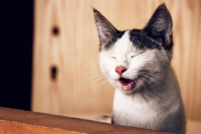 Ilustrasi: Suara yang Dibenci Kucing. Sumber: Amir Ghoorchiani/Pexels.com