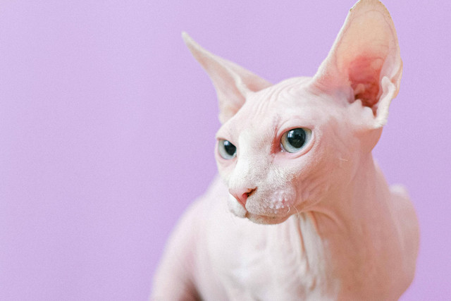 Ilustrasi:  Kenapa Kucing Sphynx Tidak Memiliki Bulu?. Sumber: Anna Shvets/Pexels.com