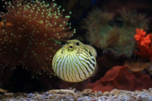 Gambar kenapa ikan buntal beracun. Sumber: pexels.com