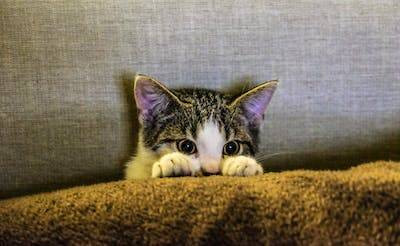 Ilustrasi cara mengatasi kutu telinga kucing. Foto: Pexels