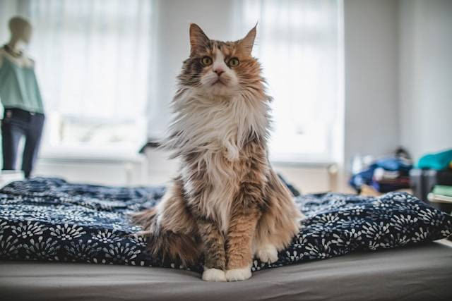 Ilustrasi Bahaya Bulu Kucing bagi Tubuh Manusia. Foto: dok. Unsplash/Hector Bermudez