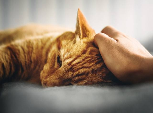 Ilustrasi Ciri Kucing Sakit. Foto: dok. Unsplash/Alexander Andrews