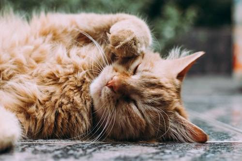 Ilustrasi Alasan Kenapa Kucing Menjilati Tubuhnya. Sumber: Unsplash