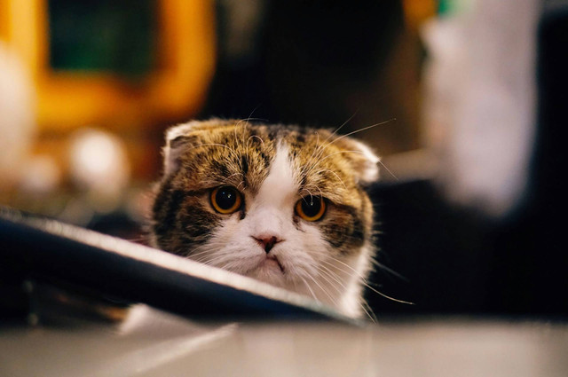 Ilustrasi kucing merasa cemburu. Sumber foto: Unsplash