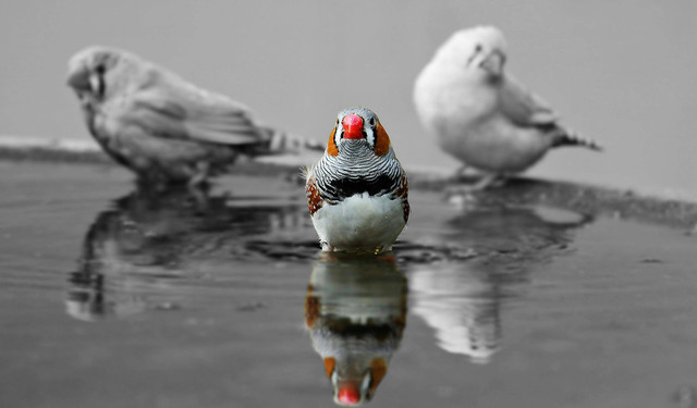 Ilustrasi: Jenis Burung yang Paling Digemari. Sumber: Pixabay.com