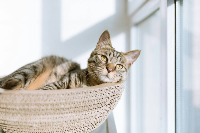Ilustrasi kucing sakit. Sumber foto: Unsplash