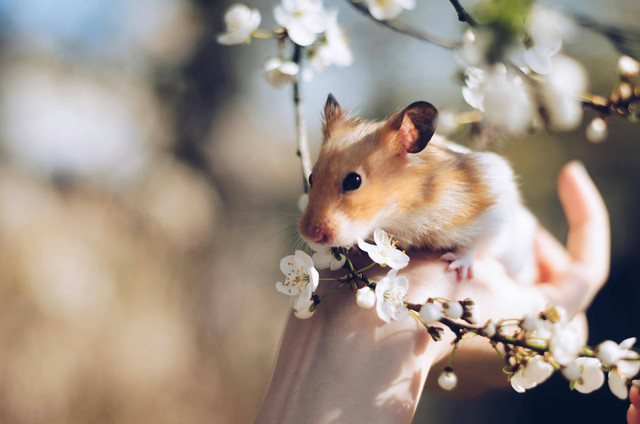 Ilustrasi: kenapa Hamster Loncat-Loncat?. Sumber: Juris Freidenfelds/Pexels.com