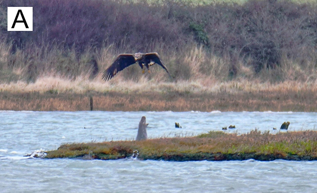 Detik-detik anjing laut keluar dari air dan meludahi elang yang sedang terbang rendah.  Foto: Isle of Wight Natural History and Archaeological Society/Clare Jacobs 